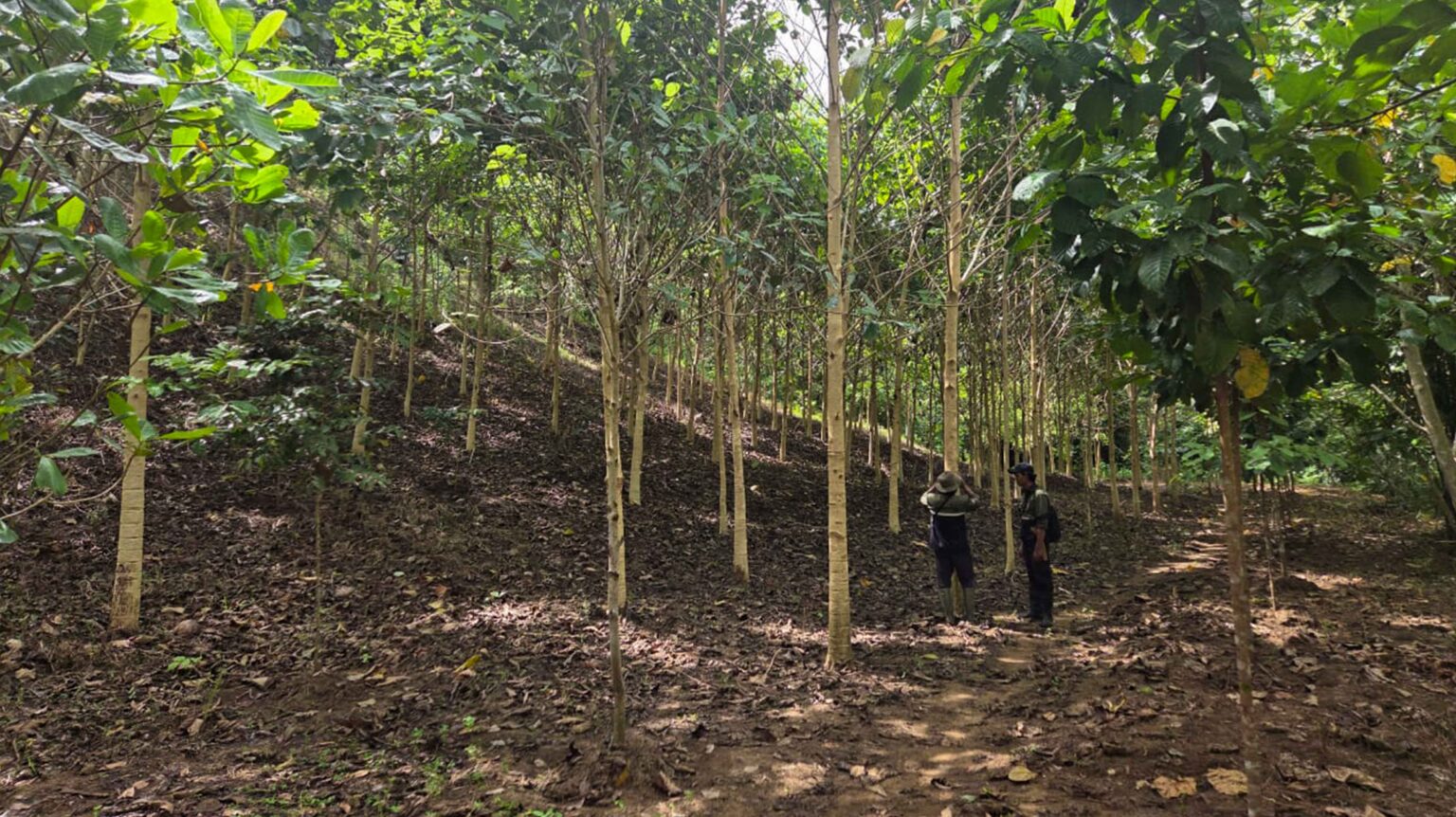 PT Merdeka Gold Resources Tbk Officially Listed on IDX, Raises Rp4.66 ...